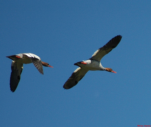 ���������� �������